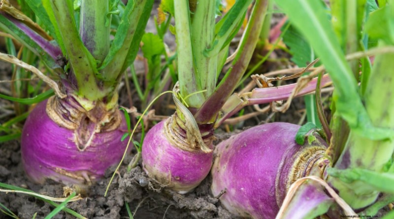 8月の植え付け:豊かな秋の収穫をもたらす実証済みの21の作物 