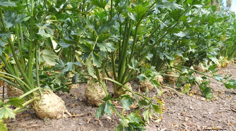 8月の植え付け:豊かな秋の収穫をもたらす実証済みの21の作物 