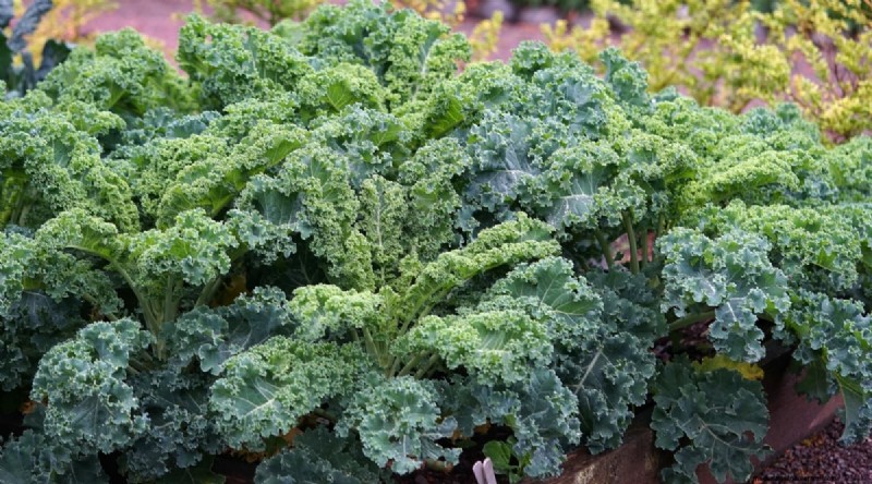 8月の植え付け:豊かな秋の収穫をもたらす実証済みの21の作物 