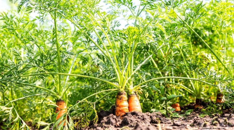 8月の植え付け:豊かな秋の収穫をもたらす実証済みの21の作物 