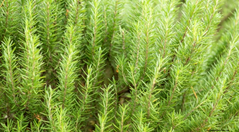 8月の植え付け:豊かな秋の収穫をもたらす実証済みの21の作物 