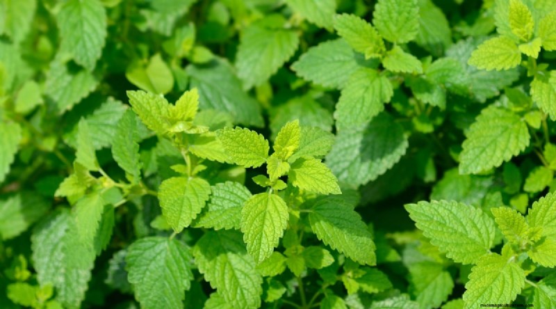 8月の植え付け:豊かな秋の収穫をもたらす実証済みの21の作物 