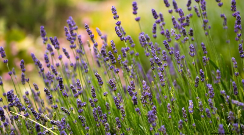 8月の植え付け:豊かな秋の収穫をもたらす実証済みの21の作物 