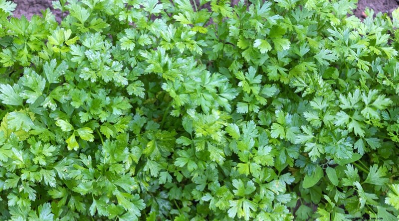 8月の植え付け:豊かな秋の収穫をもたらす実証済みの21の作物 