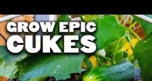 Avoid These 15 Common Cucumber‑Growing Mistakes for a Bountiful Harvest