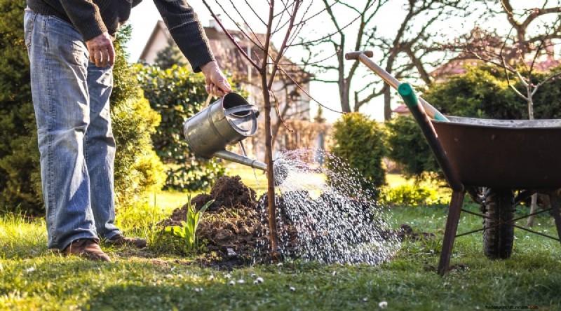 Tillväxtstadier för persikträd:Hur snabbt mognar de? – En praktisk guide 
