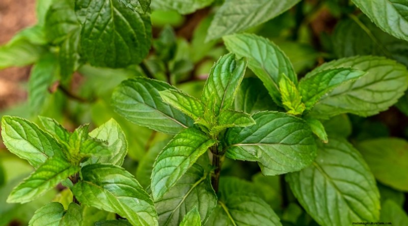 Den kompletta guiden till att odla, plantera och ta hand om pepparmynta 