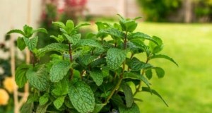 The Complete Guide to Growing, Planting, and Caring for Peppermint