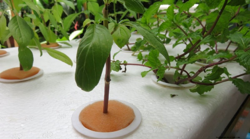 Den kompletta guiden till att odla, plantera och ta hand om pepparmynta 