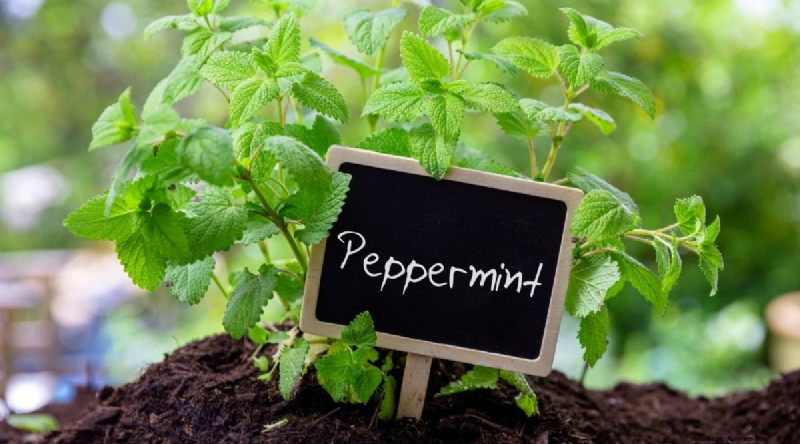 Den kompletta guiden till att odla, plantera och ta hand om pepparmynta 