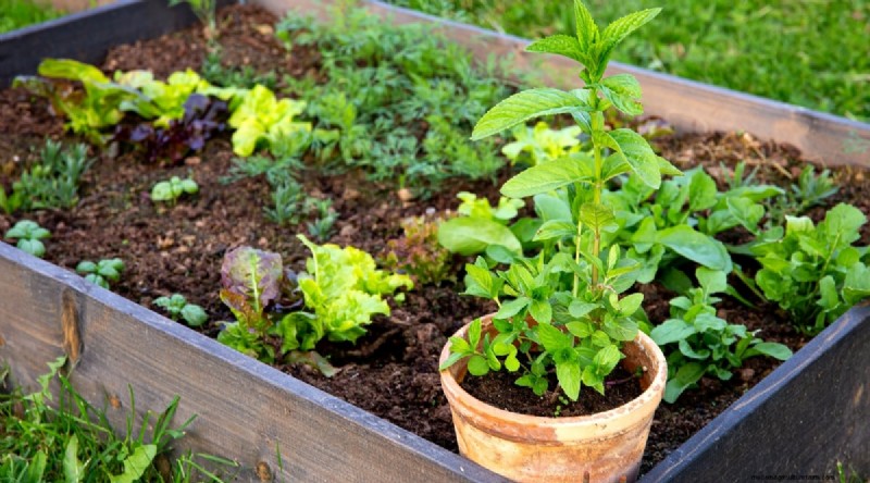 Den kompletta guiden till att odla, plantera och ta hand om pepparmynta 