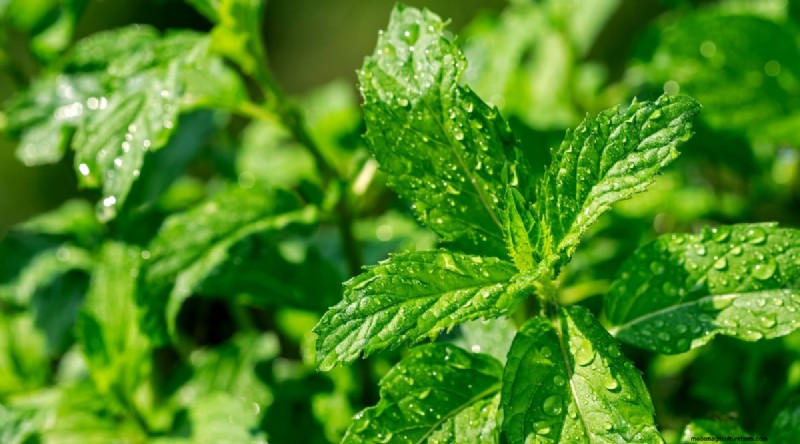 Den kompletta guiden till att odla, plantera och ta hand om pepparmynta 