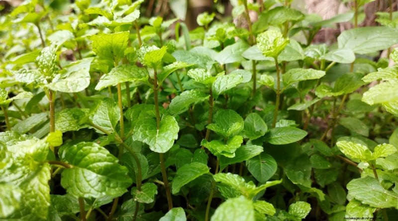 Den kompletta guiden till att odla, plantera och ta hand om pepparmynta 