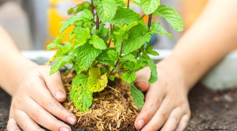 Den kompletta guiden till att odla, plantera och ta hand om pepparmynta 
