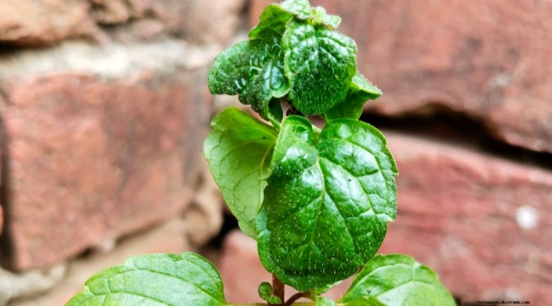 Den kompletta guiden till att odla, plantera och ta hand om pepparmynta 