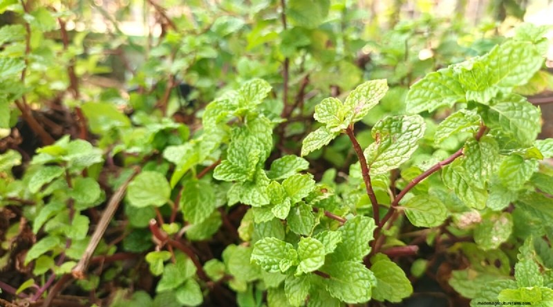 Den kompletta guiden till att odla, plantera och ta hand om pepparmynta 