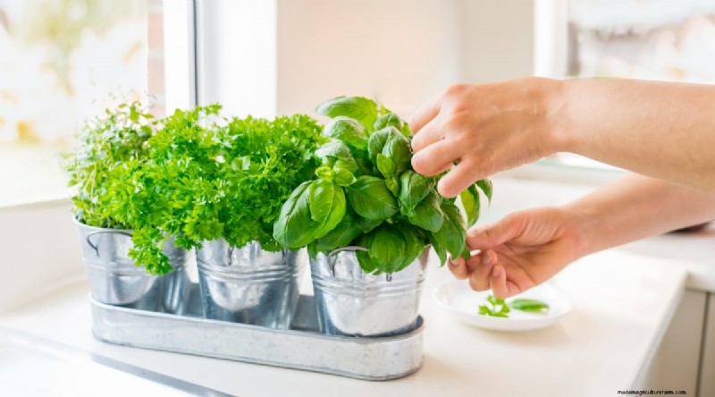 Optimal skörd av basilika:när, var och hur för år långa skördar 