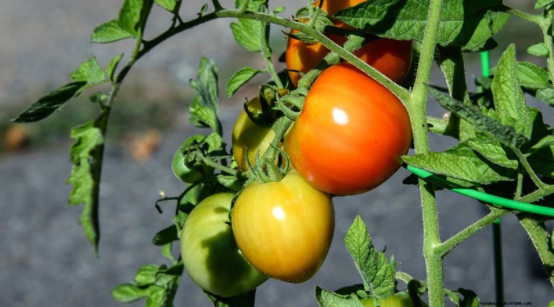 19 tomatenrassen uit het vroege seizoen voor een snelle oogst 