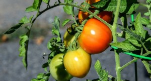19 variétés de tomates de début de saison pour une récolte rapide 