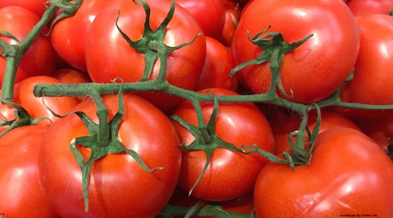 19 tomatenrassen uit het vroege seizoen voor een snelle oogst 