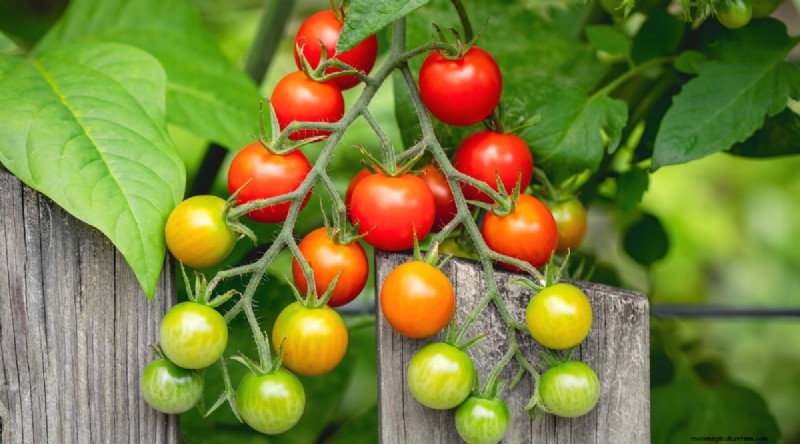 19 tomatenrassen uit het vroege seizoen voor een snelle oogst 