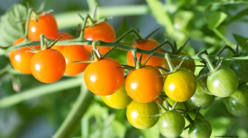 19 tomatenrassen uit het vroege seizoen voor een snelle oogst 
