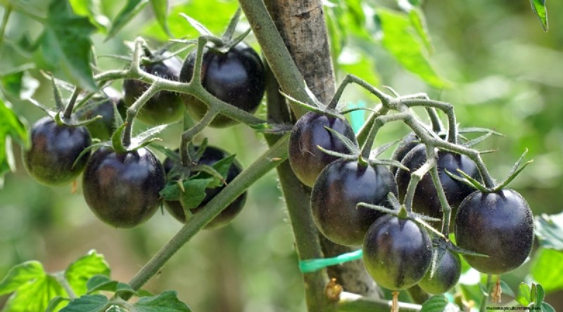 19 tomatenrassen uit het vroege seizoen voor een snelle oogst 