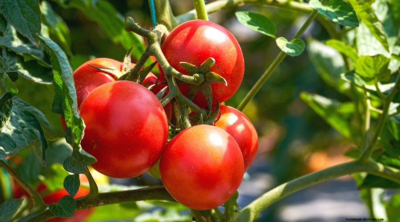 19 tomatenrassen uit het vroege seizoen voor een snelle oogst 