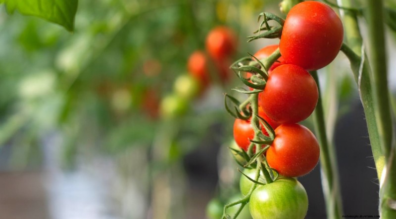 19 tomatenrassen uit het vroege seizoen voor een snelle oogst 