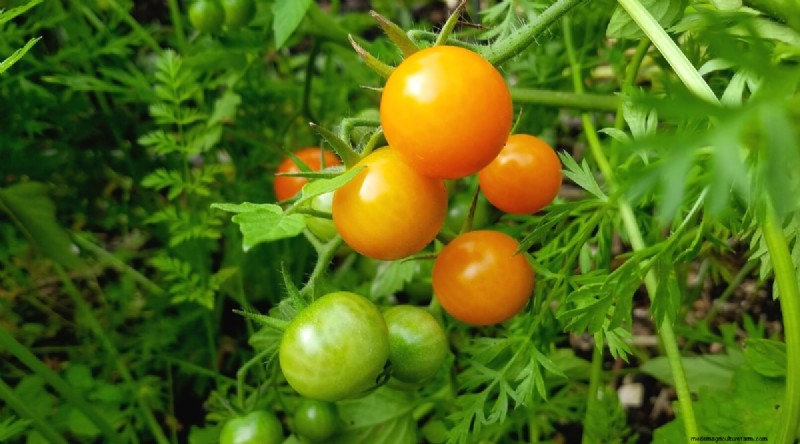 19 tomatenrassen uit het vroege seizoen voor een snelle oogst 