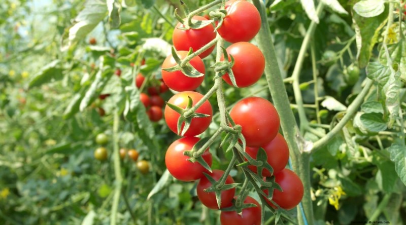 19 tomatenrassen uit het vroege seizoen voor een snelle oogst 