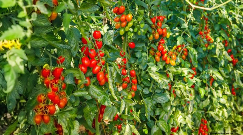 19 tomatenrassen uit het vroege seizoen voor een snelle oogst 