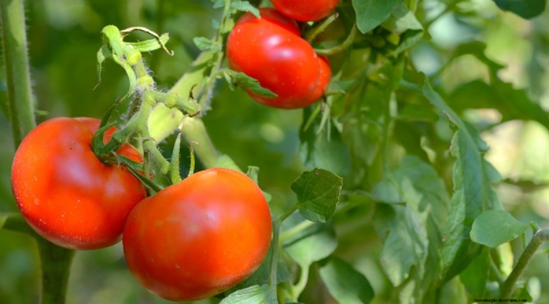 19 tomatenrassen uit het vroege seizoen voor een snelle oogst 