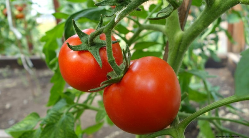 19 tomatenrassen uit het vroege seizoen voor een snelle oogst 