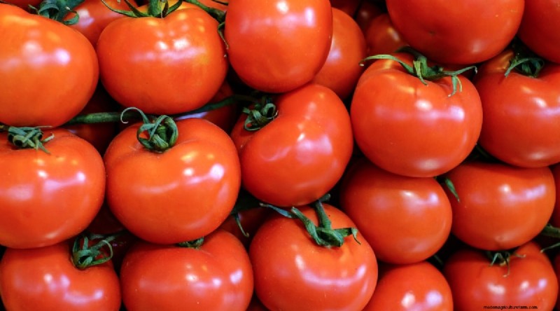 19 tomatenrassen uit het vroege seizoen voor een snelle oogst 