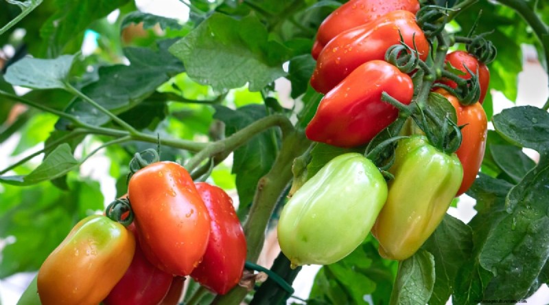 19 tomatenrassen uit het vroege seizoen voor een snelle oogst 