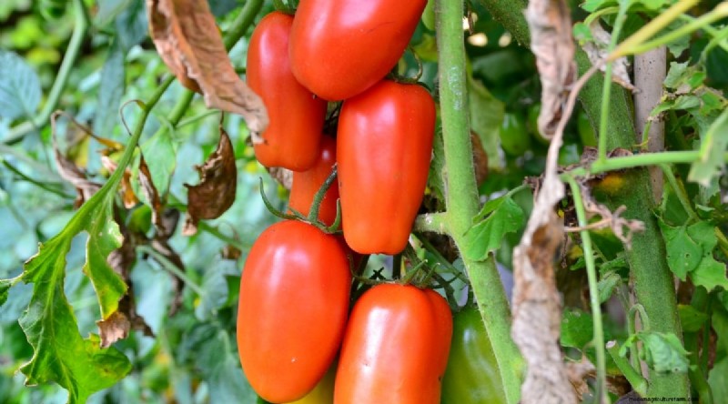 19 tomatenrassen uit het vroege seizoen voor een snelle oogst 