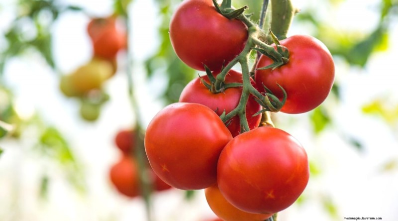 19 tomatenrassen uit het vroege seizoen voor een snelle oogst 