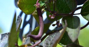 Grow Fresh Green Beans in Containers: A Practical, Expert Guide