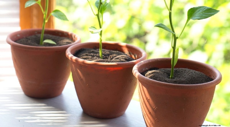Containertuinieren:tips van experts voor het kweken van levendige peperplanten 