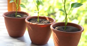 Containertuinieren:tips van experts voor het kweken van levendige peperplanten 