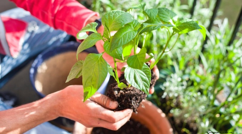 Containertuinieren:tips van experts voor het kweken van levendige peperplanten 