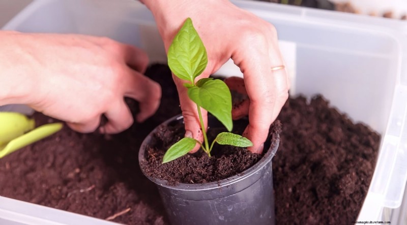 Containertuinieren:tips van experts voor het kweken van levendige peperplanten 
