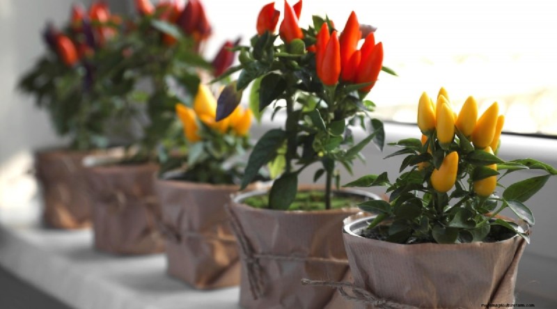 Containertuinieren:tips van experts voor het kweken van levendige peperplanten 