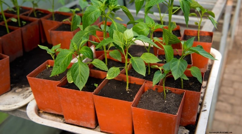 Containertuinieren:tips van experts voor het kweken van levendige peperplanten 