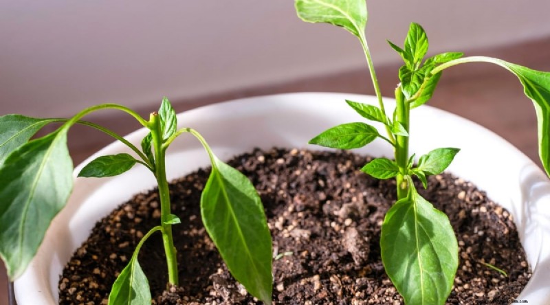 Containertuinieren:tips van experts voor het kweken van levendige peperplanten 