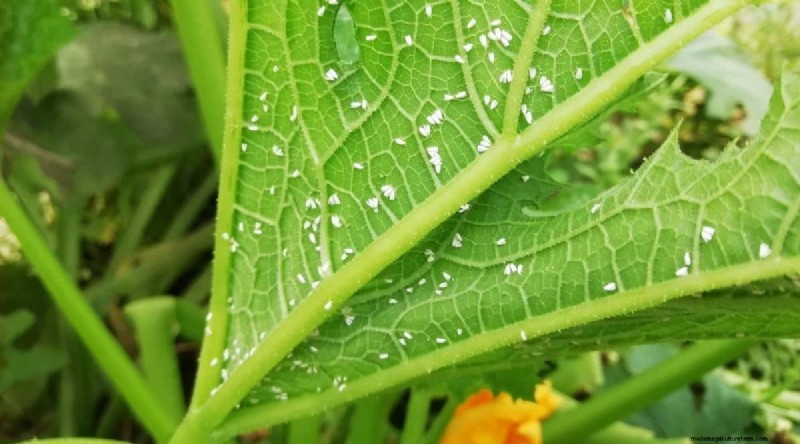 Containertuinieren:tips van experts voor het kweken van levendige peperplanten 