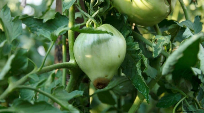 Containertuinieren:tips van experts voor het kweken van levendige peperplanten 
