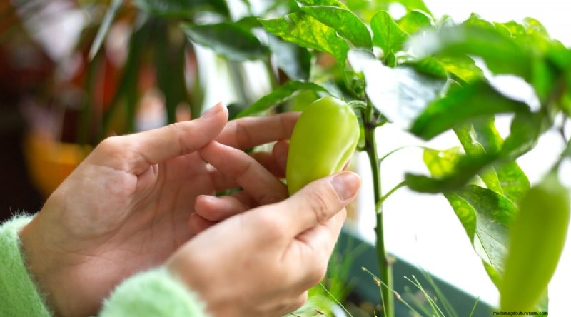 Containertuinieren:tips van experts voor het kweken van levendige peperplanten 