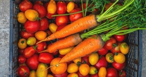Tomatoes and Carrots: A Proven Companion Planting Pair